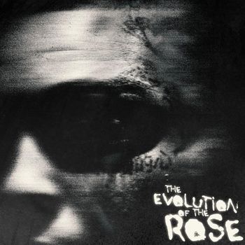 The Evolution of the Rose