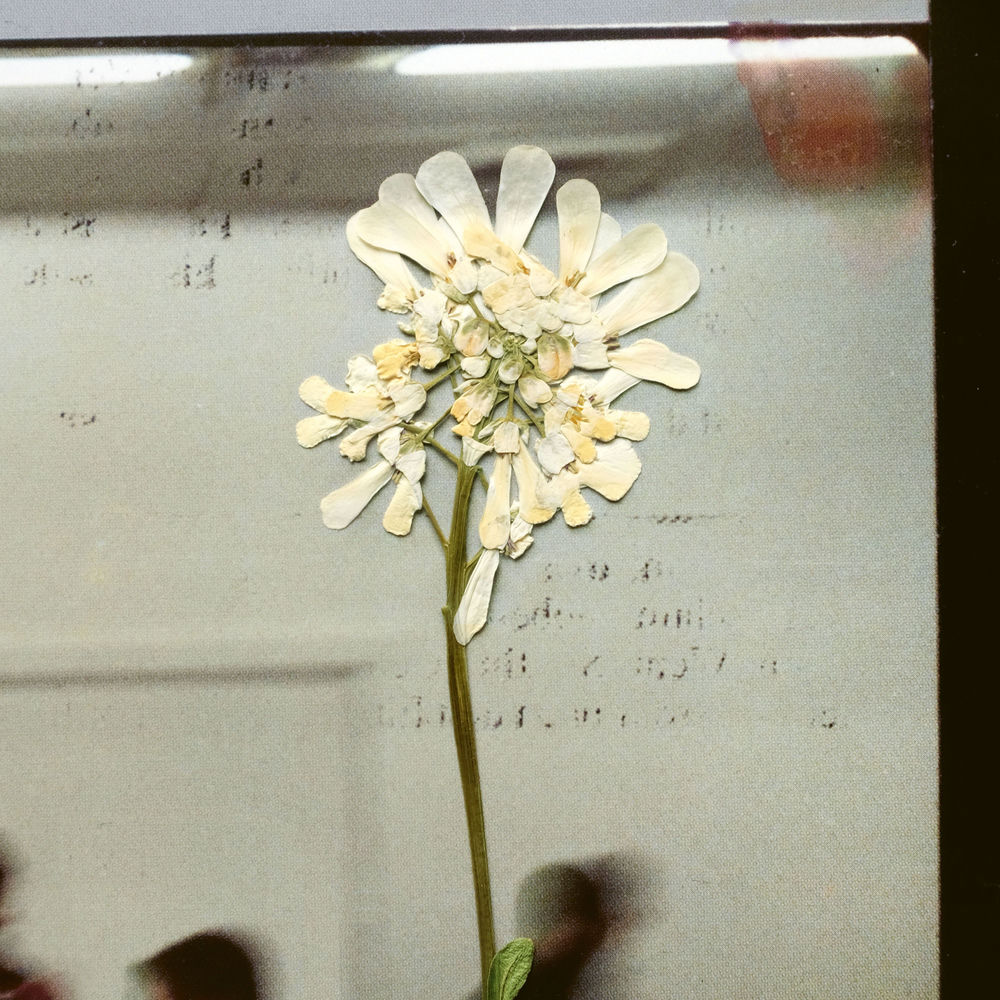 Portada de Dandelion